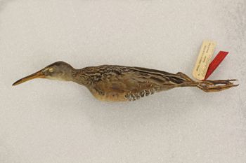 Media type: image;   Ornithology 119747 Description: Image of skin specimen - lateral view. Lateral view of entire skin specimen.;